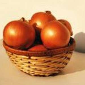 Сахара F1 (Себола F1) - лук репчатый, May Seed (Турция) фото, цена